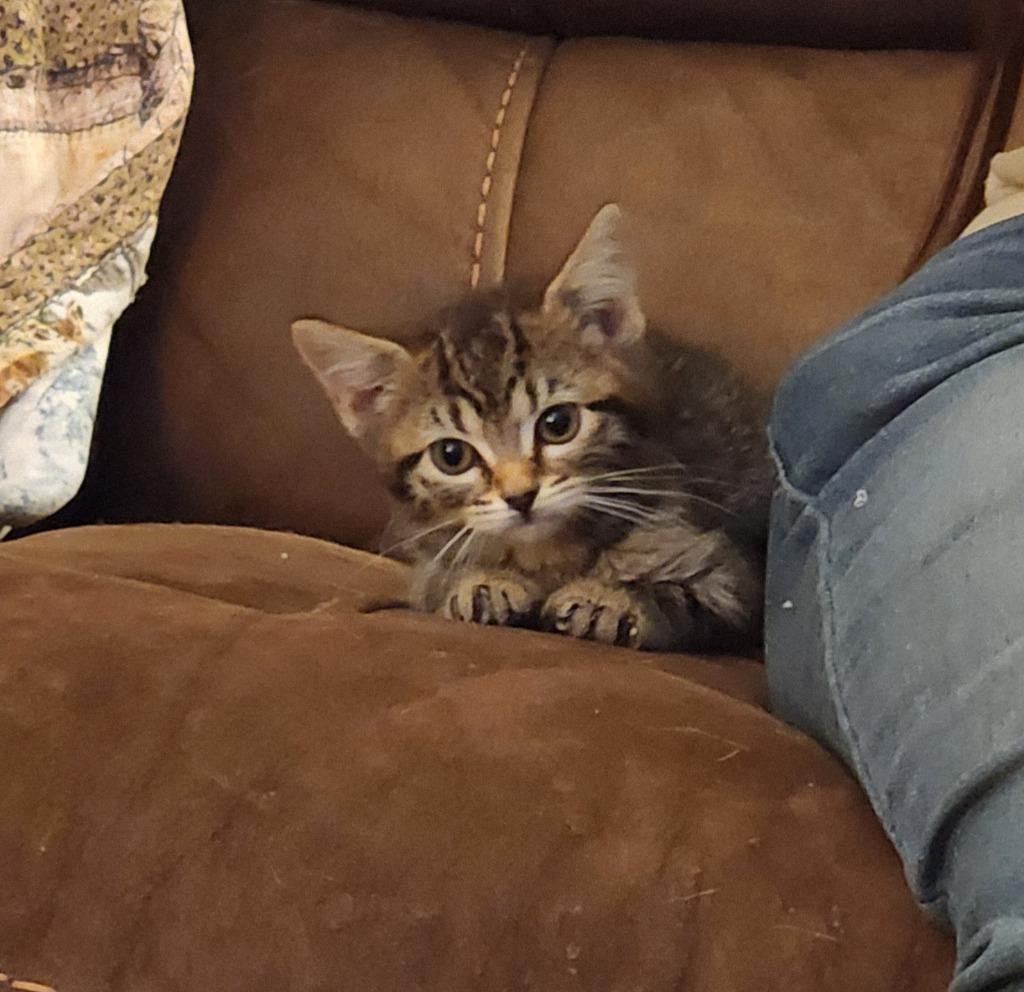Marmie, Adoptable, Kitten Female Domestic Short Hair.