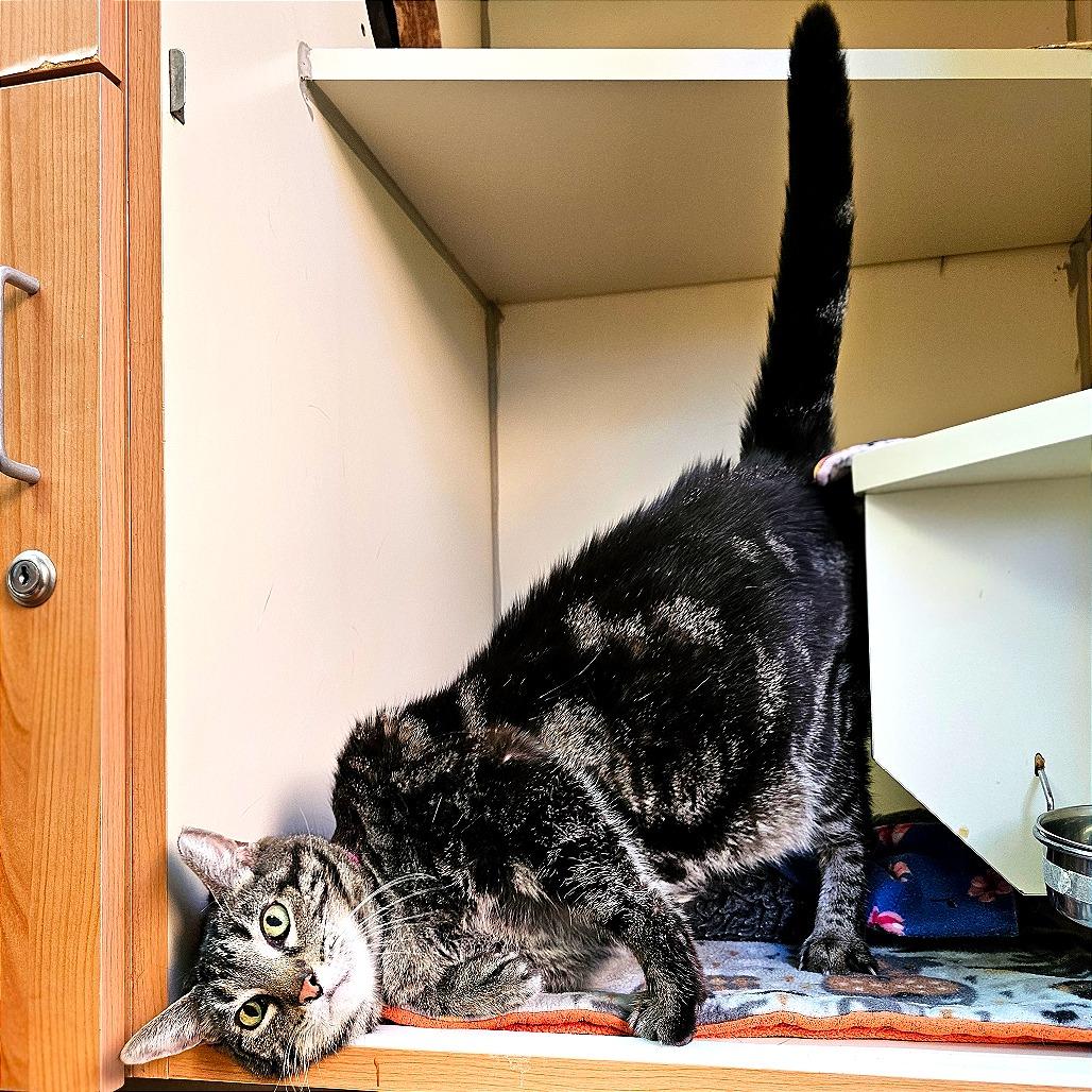 Biscotti thumbnail 3