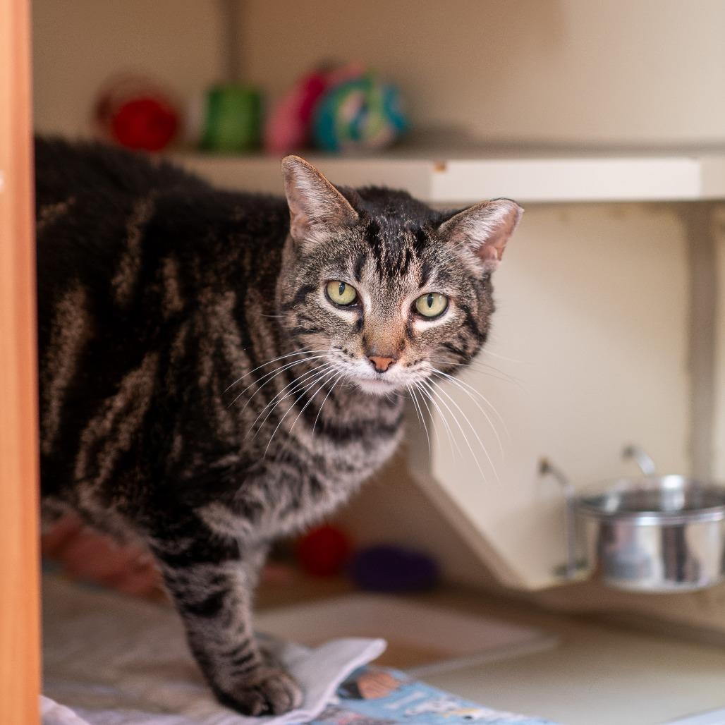 Biscotti thumbnail 4