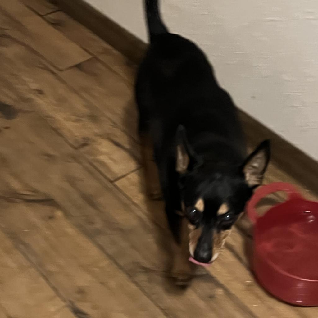 Enlarge Dottie, a Adoptable Miniature Pinscher in Fond Du Lac, WI image 1/1