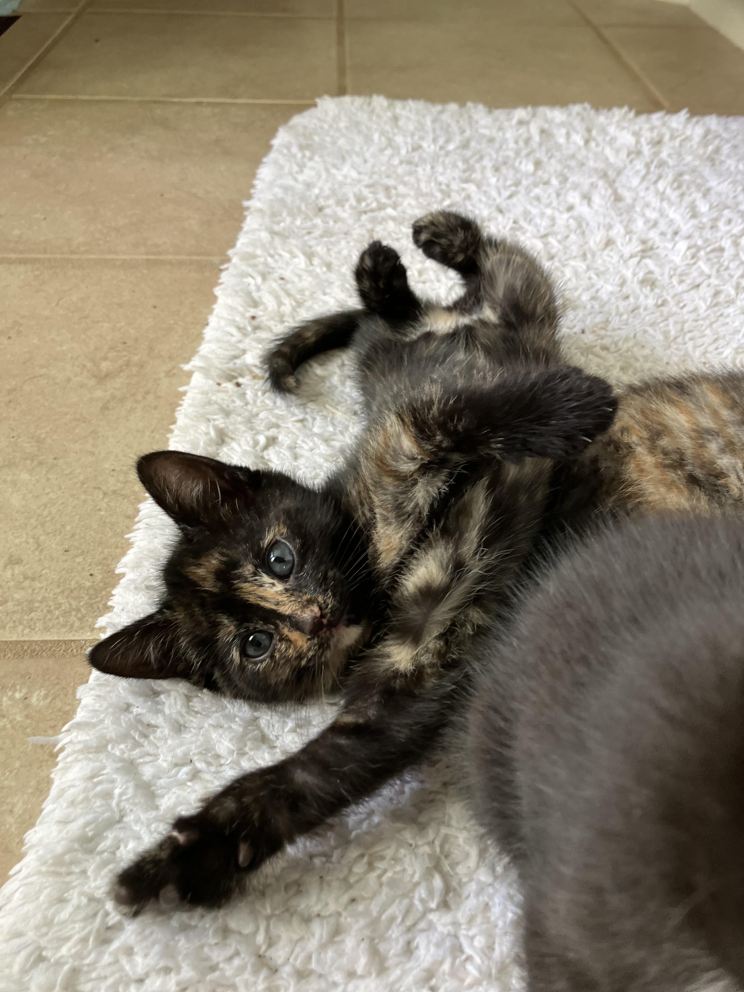 Eva, adopted, Kitten Female Domestic Short Hair.