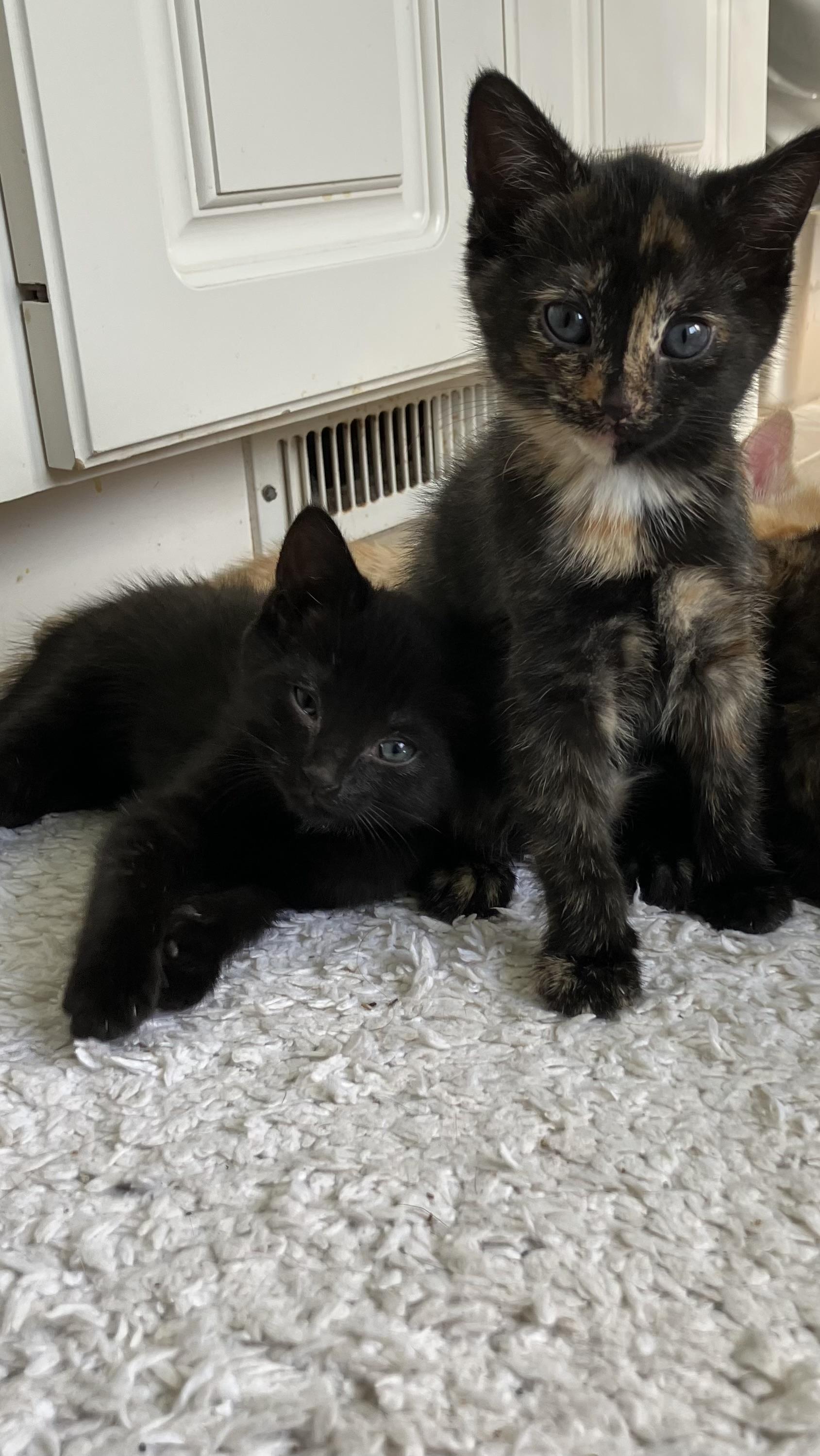 Enlarge Eva, an adopted Domestic Short Hair in Easley, SC image 3/4