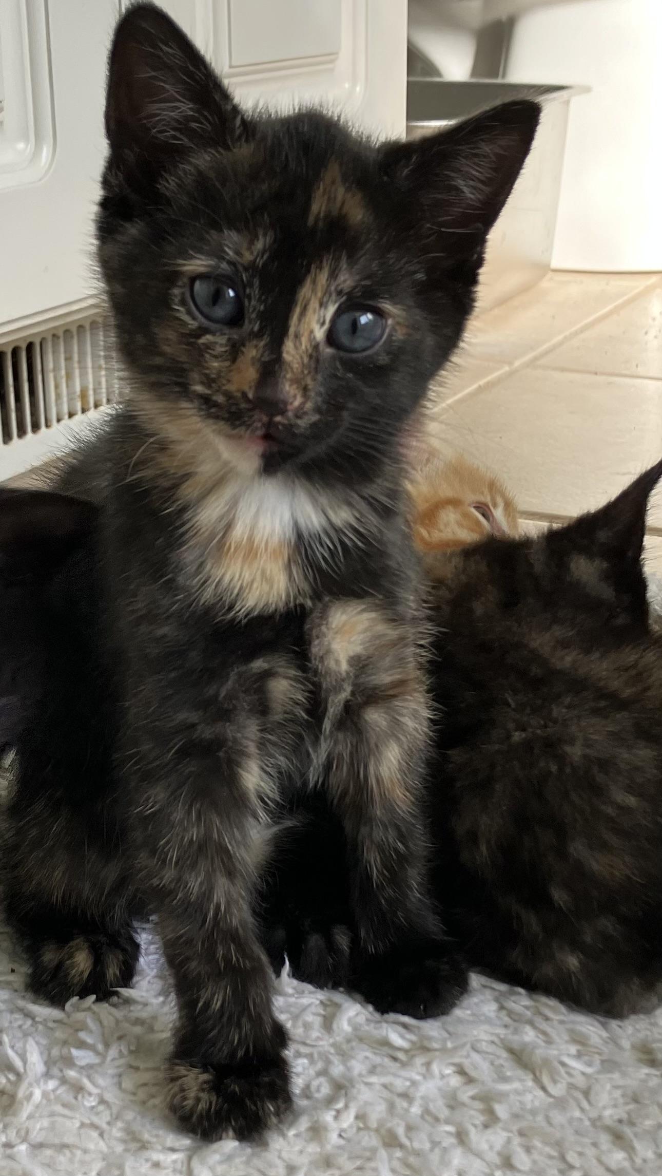 Enlarge Eva, an adopted Domestic Short Hair in Easley, SC image 4/4