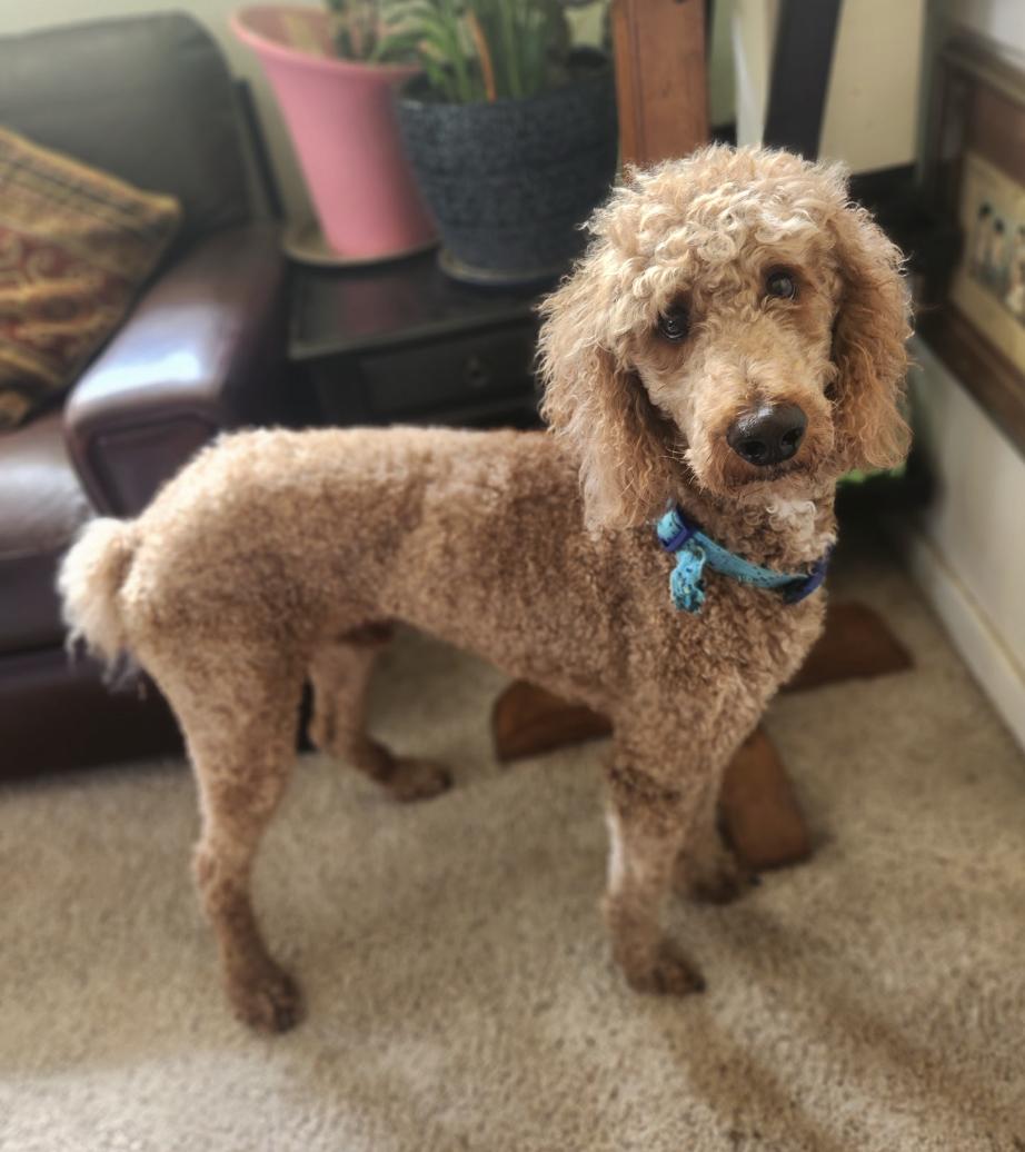 Winston