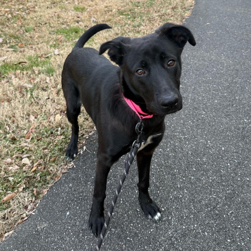 Enlarge Jessie's Girl, a Adoptable mixed breed in Newark, DE image 1/1