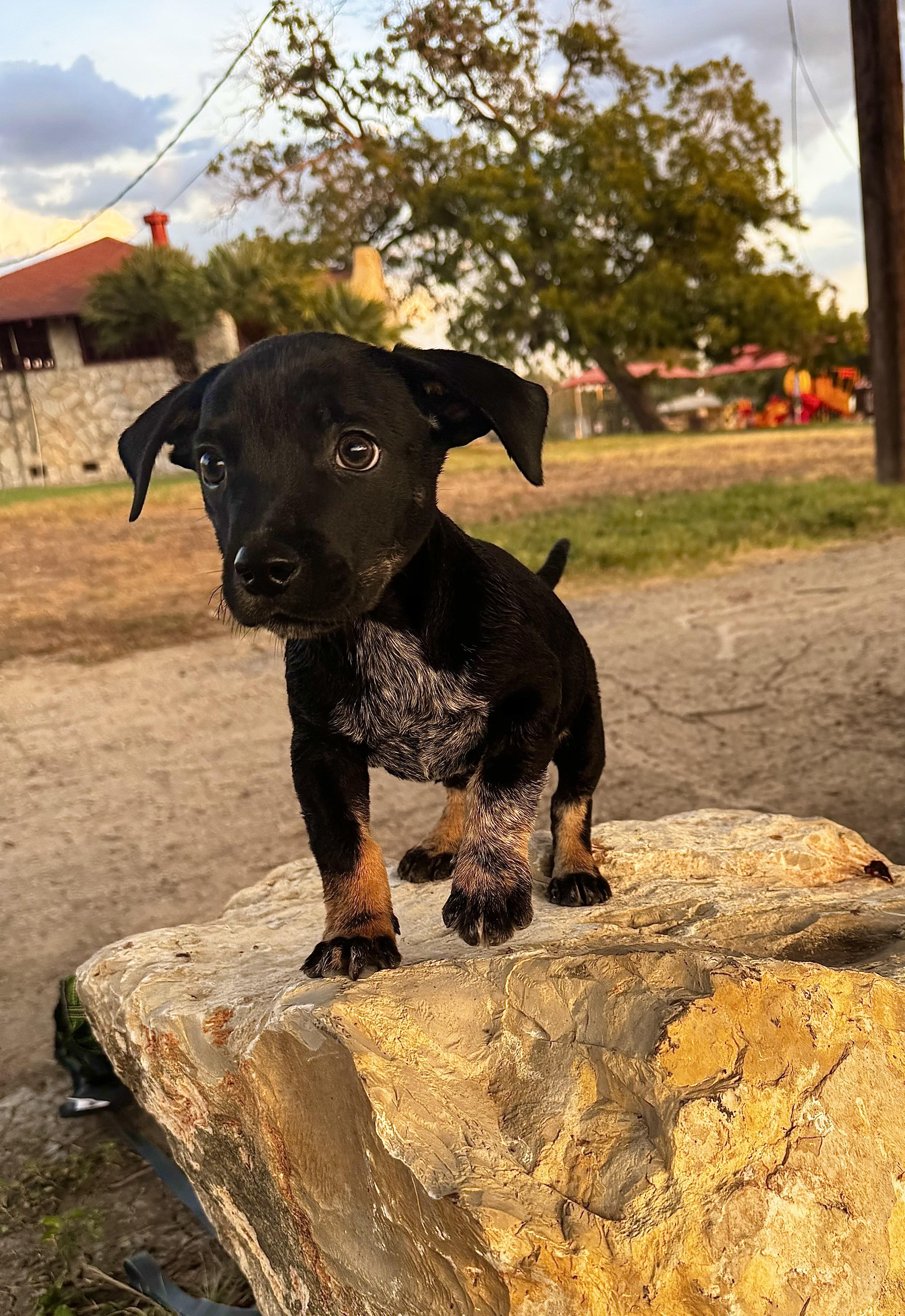 Mags, Adopted, Puppy Male Dachshund & Bluetick Coonhound.
