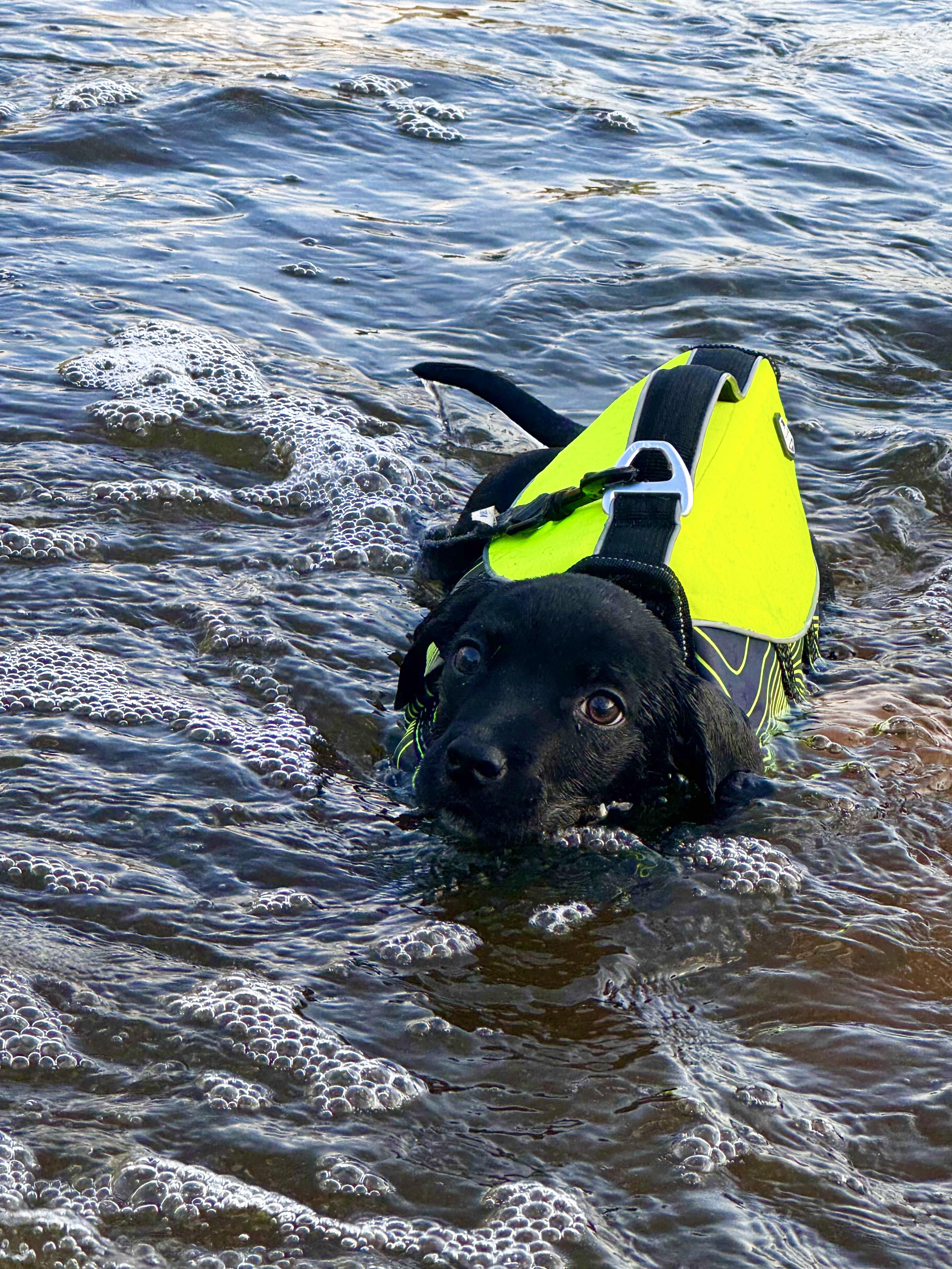 Enlarge Mags, a Adopted mixed breed in Cranston, RI image 2/6