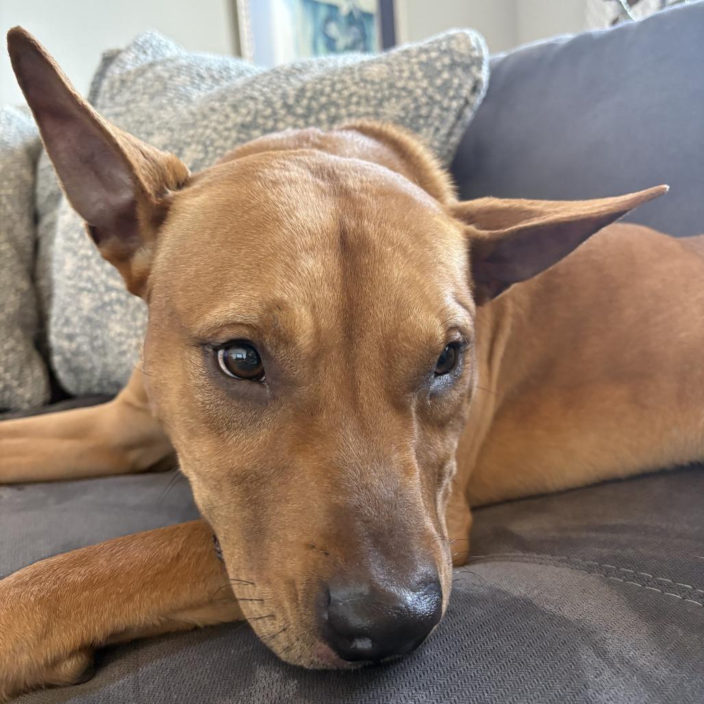 Enlarge Dasher, a Adoptable mixed breed in Nashville, TN image 1/5