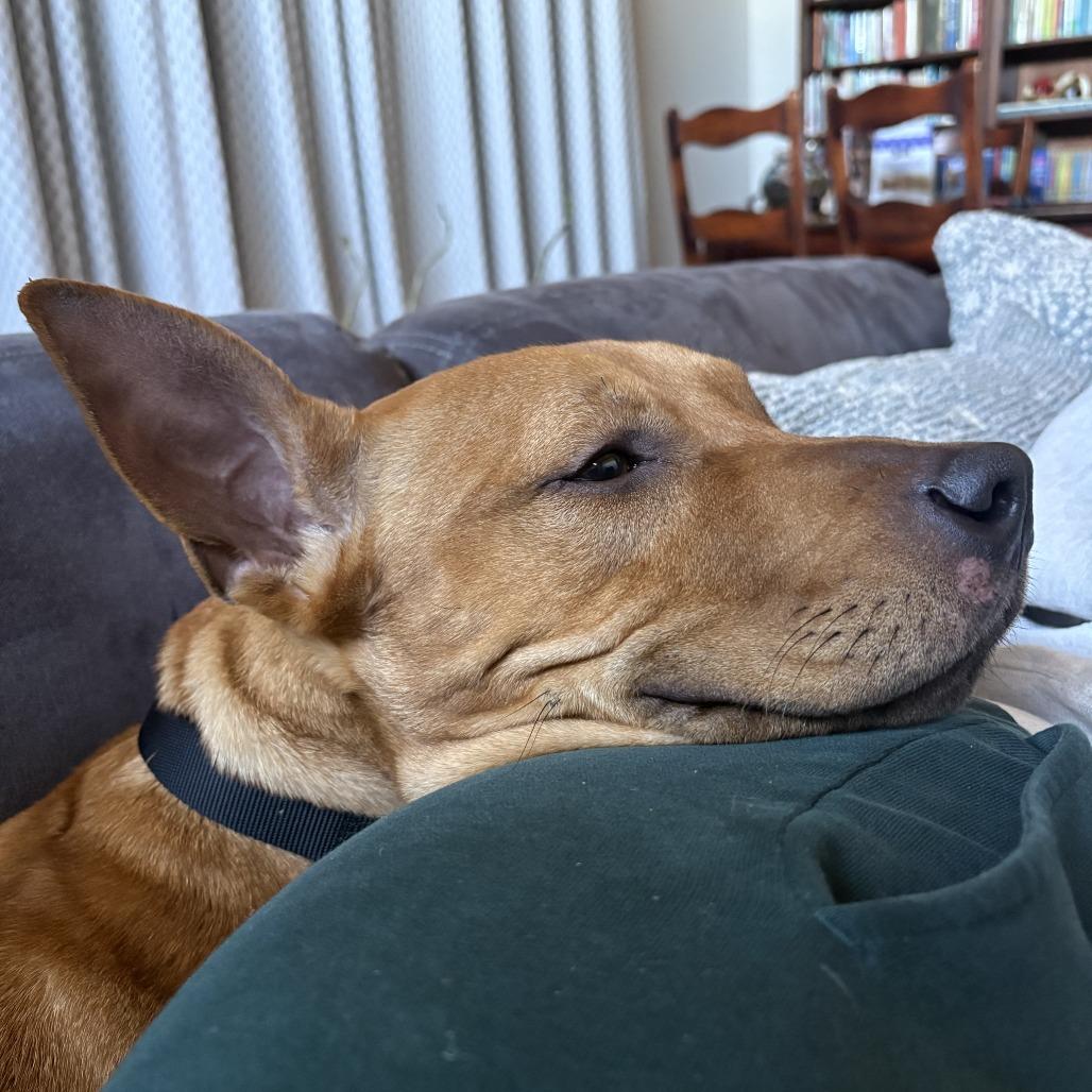 Enlarge Dasher, a Adoptable mixed breed in Nashville, TN image 3/5