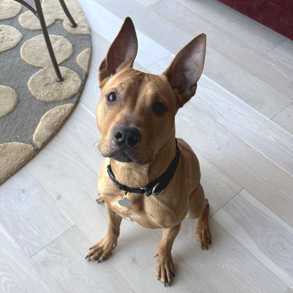 Enlarge Dasher, a Adoptable mixed breed in Nashville, TN image 5/5