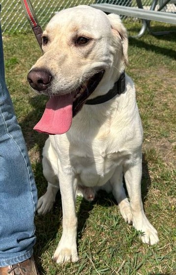 Arlo, an adoptable Yellow Labrador Retriever in Jackson, MN image 3/6