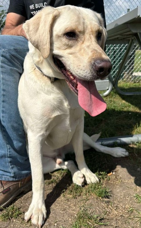 Arlo, an adoptable Yellow Labrador Retriever in Jackson, MN image 6/6