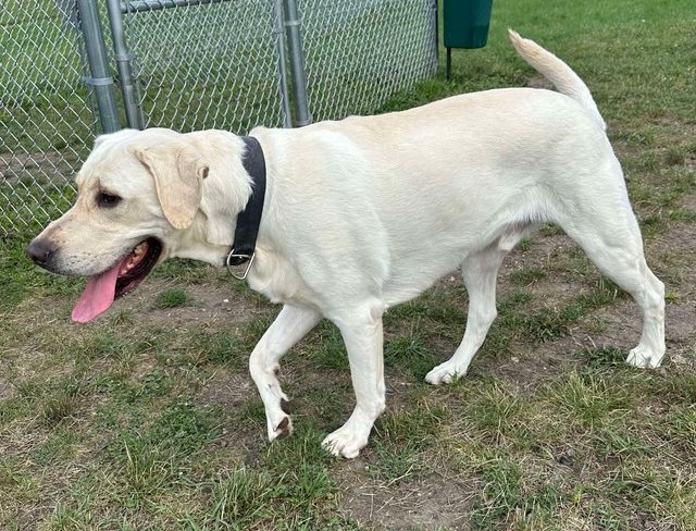 Arlo, an adoptable Yellow Labrador Retriever in Jackson, MN image 4/6