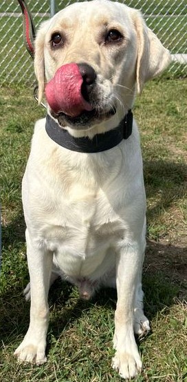 Arlo, an adoptable Yellow Labrador Retriever in Jackson, MN image 5/6