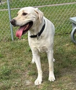 Arlo, an adoptable Yellow Labrador Retriever in Jackson, MN image 1/6