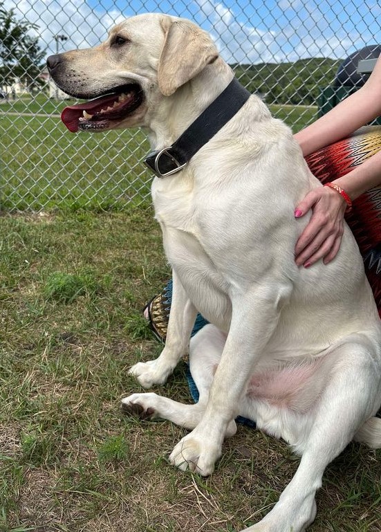 Arlo, an adoptable Yellow Labrador Retriever in Jackson, MN image 2/6