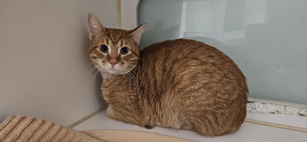 Auto***@ Whisker Room Cafe***, a Adoptable Domestic Short Hair in Muskegon, MI image 1/6