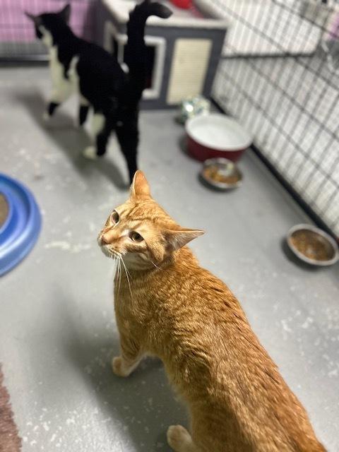 Auto***@ Whisker Room Cafe***, a Adoptable Domestic Short Hair in Muskegon, MI image 2/6