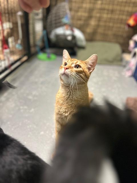 Auto***@ Whisker Room Cafe***, a Adoptable Domestic Short Hair in Muskegon, MI image 3/6