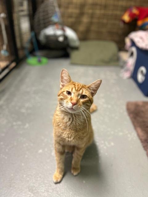 Auto***@ Whisker Room Cafe***, a Adoptable Domestic Short Hair in Muskegon, MI image 4/6