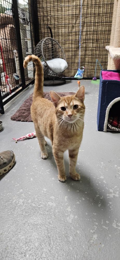 Auto***@ Whisker Room Cafe***, a Adoptable Domestic Short Hair in Muskegon, MI image 5/6