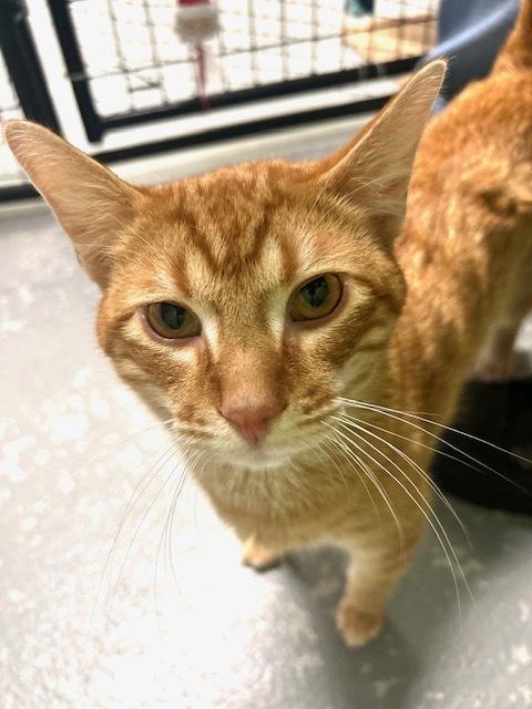 Auto***@ Whisker Room Cafe***, a Adoptable Domestic Short Hair in Muskegon, MI image 6/6