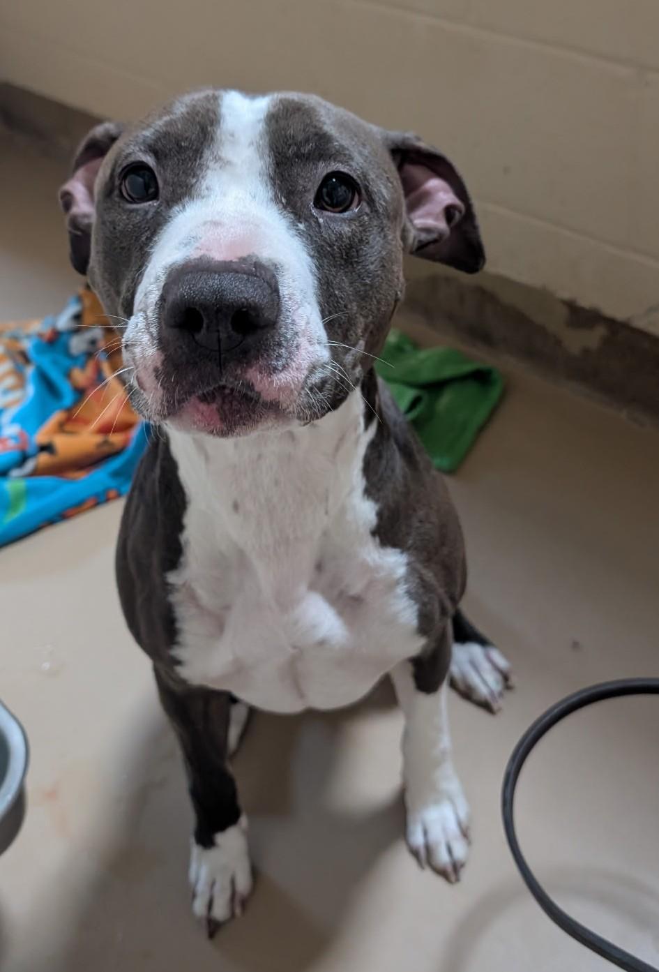 Norma, ADOPTABLE, Adult Female Pit Bull Terrier.