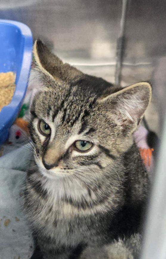 Kramer, Adoptable, Kitten Male Domestic Short Hair.