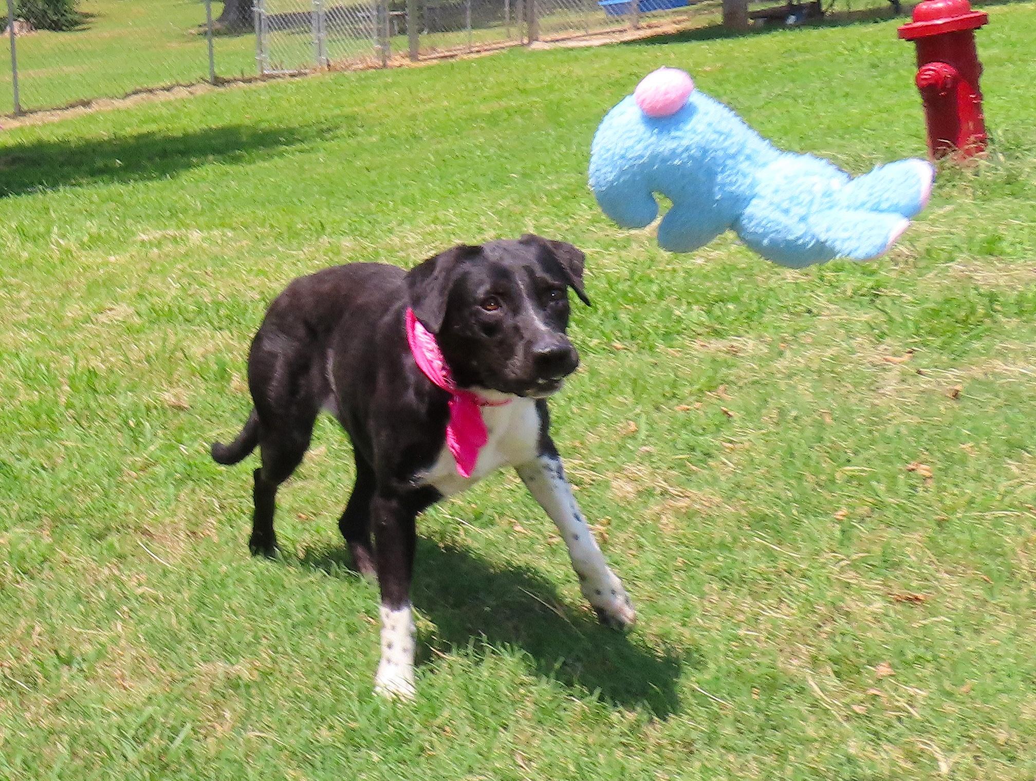 Enlarge Brooke 26C-137, a ADOPTABLE mixed breed in Rogers, AR image 2/5