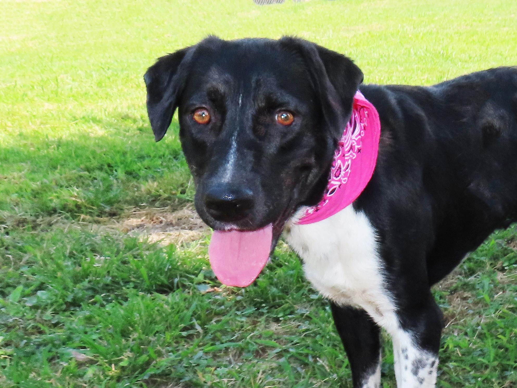 Enlarge Brooke 26C-137, a ADOPTABLE mixed breed in Rogers, AR image 1/5
