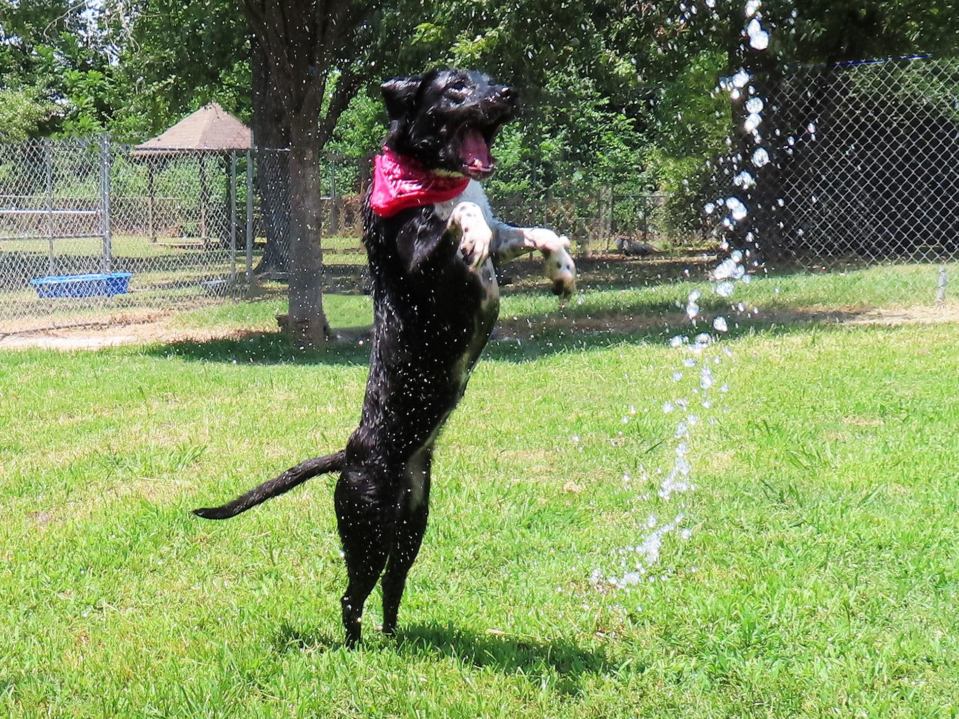 Enlarge Brooke 26C-137, a ADOPTABLE mixed breed in Rogers, AR image 4/5