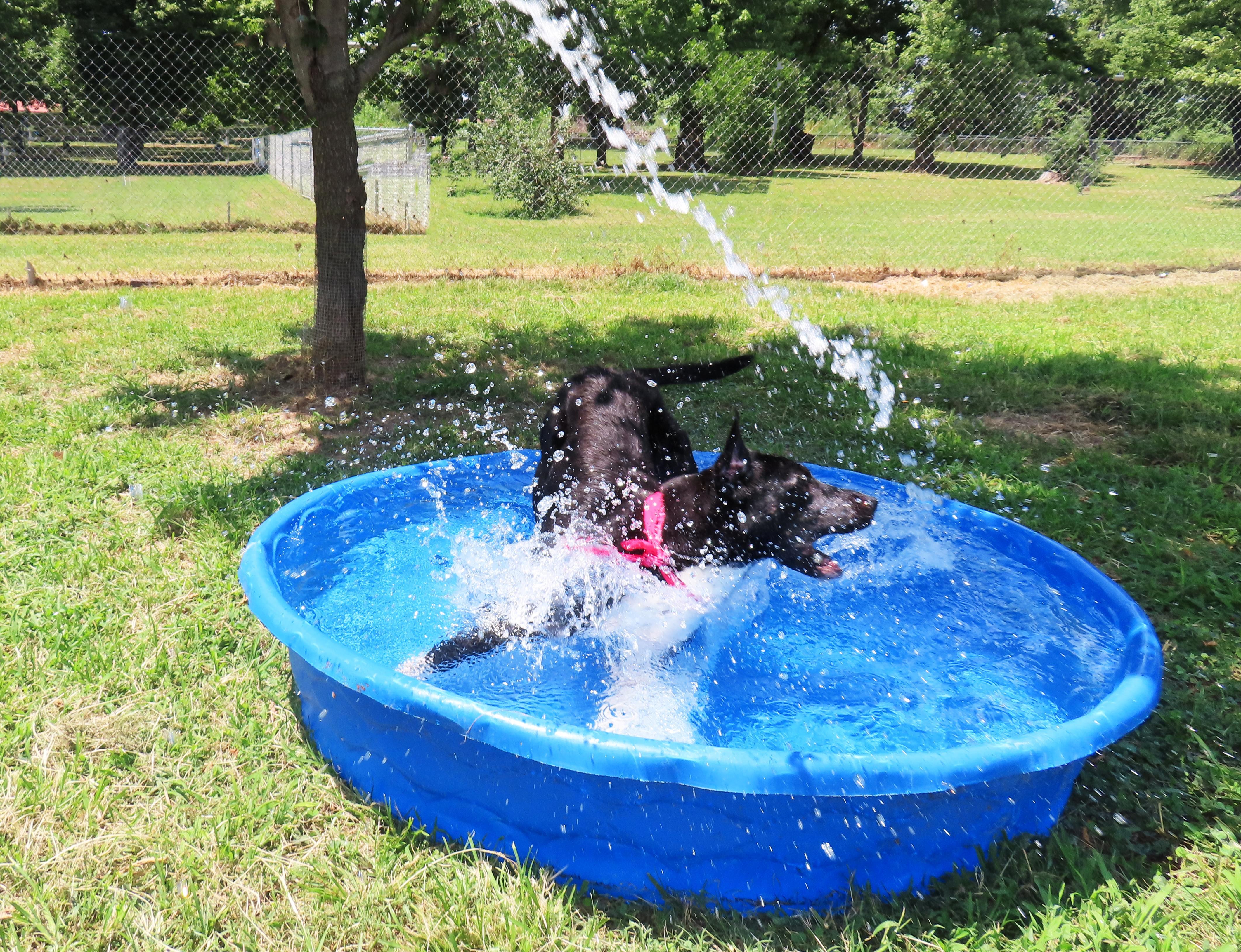 Enlarge Brooke 26C-137, a ADOPTABLE mixed breed in Rogers, AR image 3/5