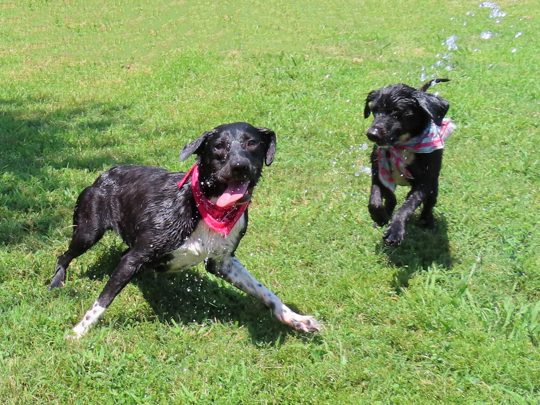 Enlarge Brooke 26C-137, a ADOPTABLE mixed breed in Rogers, AR image 5/5