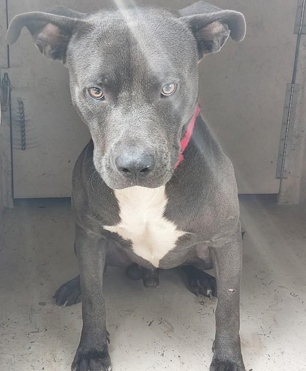 Calvin Klein, a Adoptable mixed breed in Lafayette, LA image 2/2