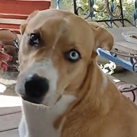 Ace, Adoptable, Adult Male Hound & Labrador Retriever.
