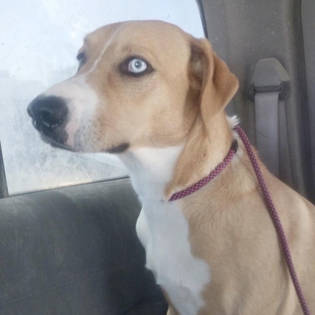 Enlarge Ace, a Adoptable mixed breed in Kim, CO image 2/3
