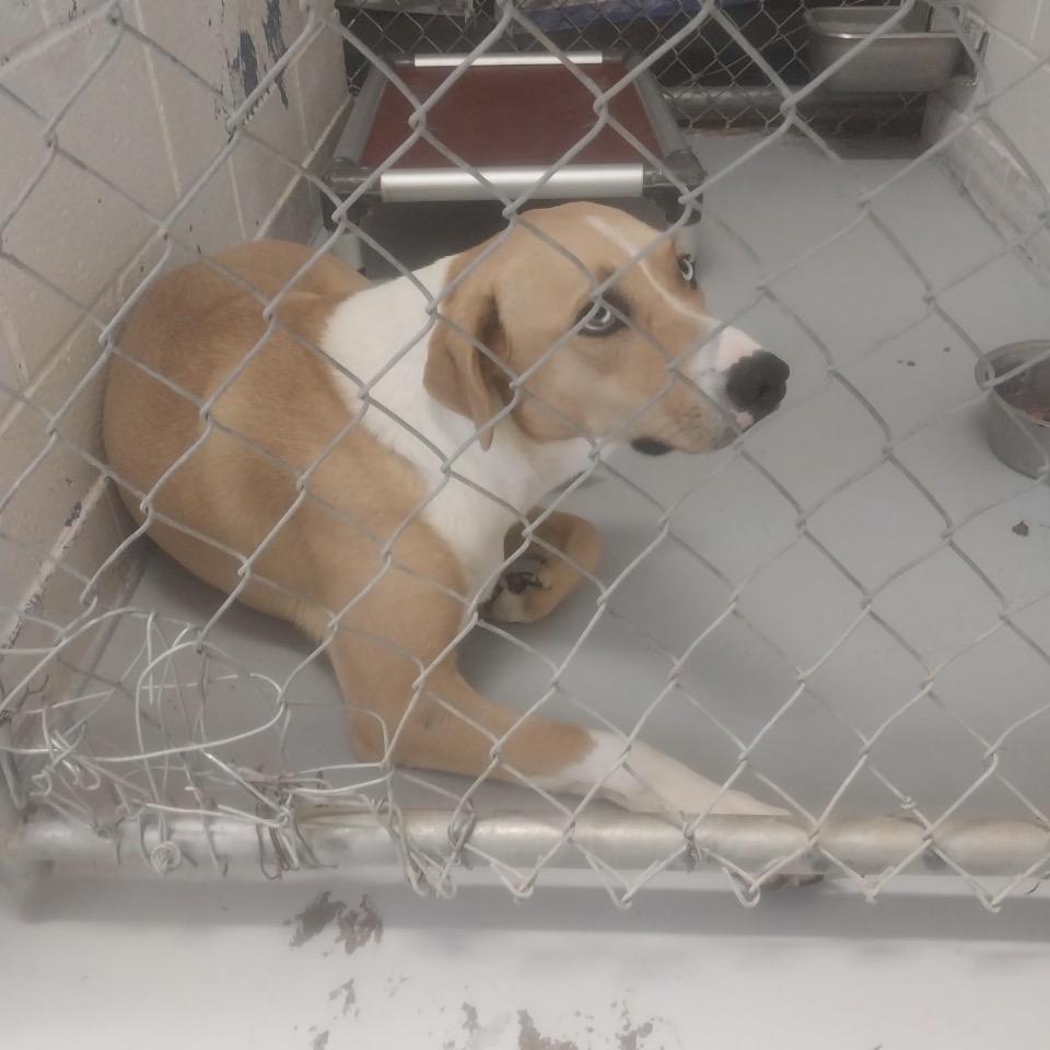 Enlarge Ace, a Adoptable mixed breed in Kim, CO image 3/3
