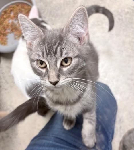 Big, Adoptable, Kitten Male Domestic Short Hair.