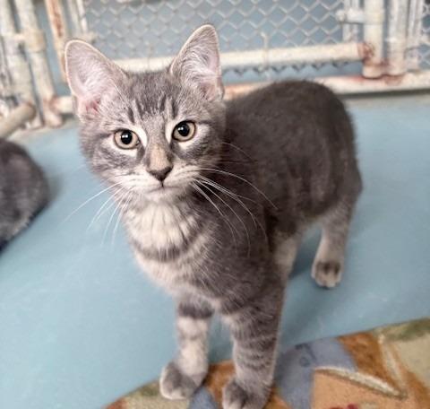 Enlarge Big, a Adoptable mixed breed in Ogdensburg, NY image 1/2