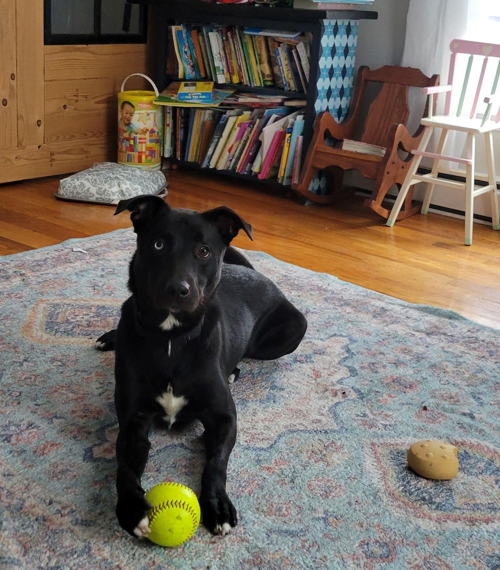 Enlarge Papa, a Adoptable Labrador Retriever in Doylestown, PA image 2/3