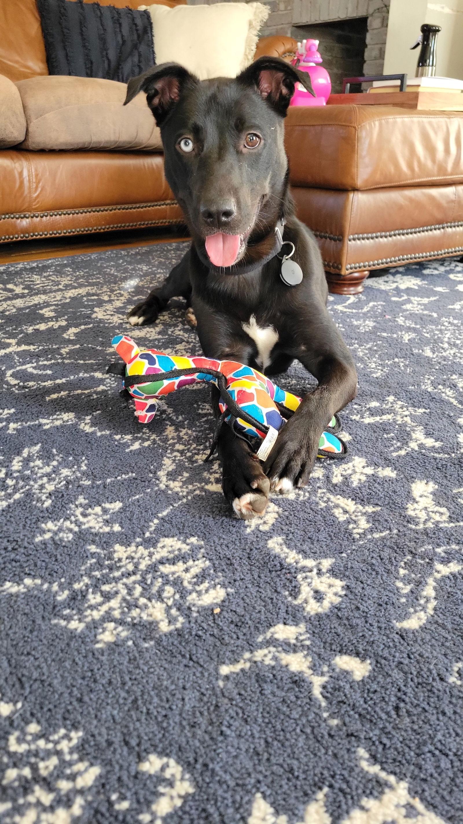 Enlarge Papa, a Adoptable Labrador Retriever in Doylestown, PA image 1/3