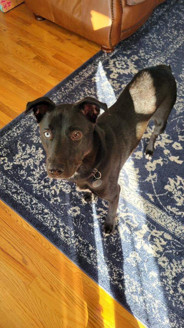 Enlarge Papa, a Adoptable Labrador Retriever in Doylestown, PA image 3/3