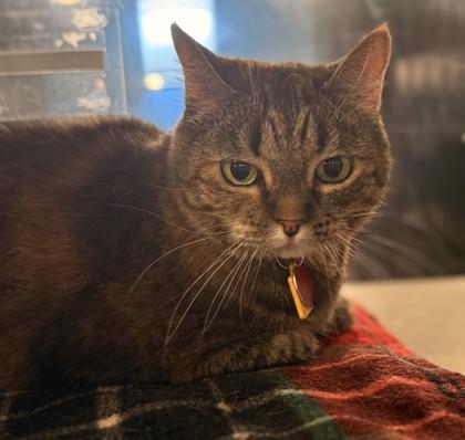Enlarge Nala- BONDED TO GERALT, a Adoptable Domestic Short Hair in Stanwood, WA image 1/1