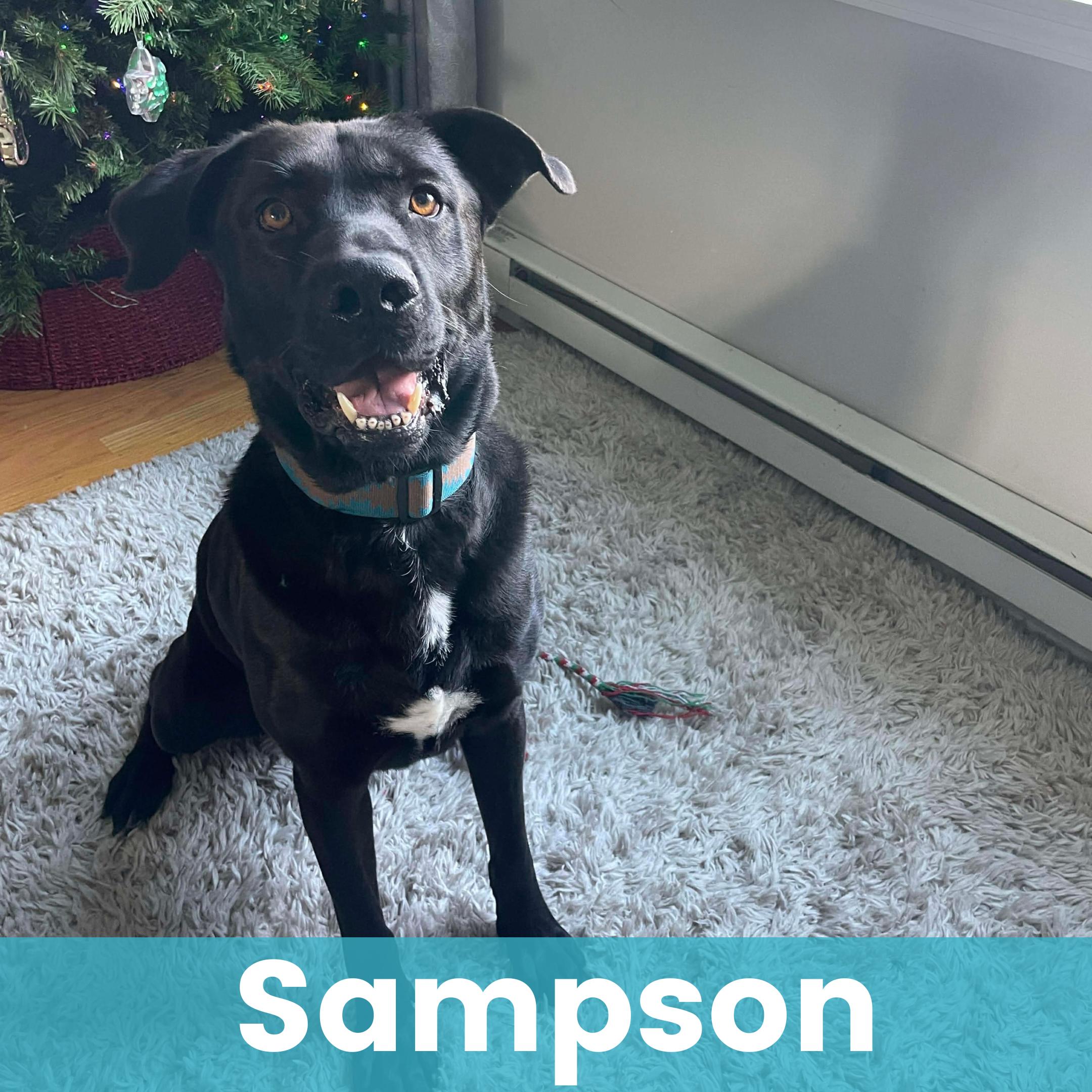 Sampson, Adoptable, Young Male Mixed Breed.