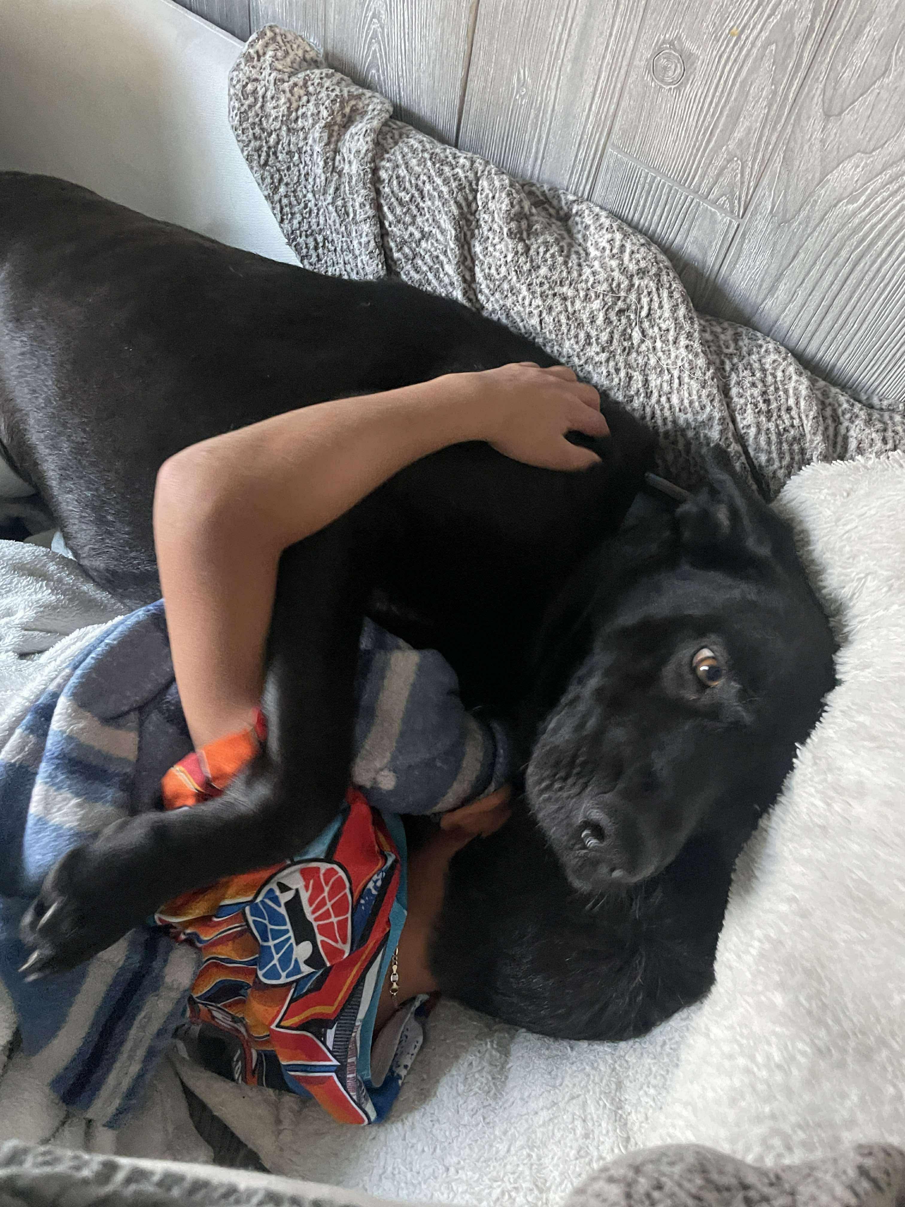 Sampson, a Adoptable Mixed Breed in Rochester , NY image 5/5