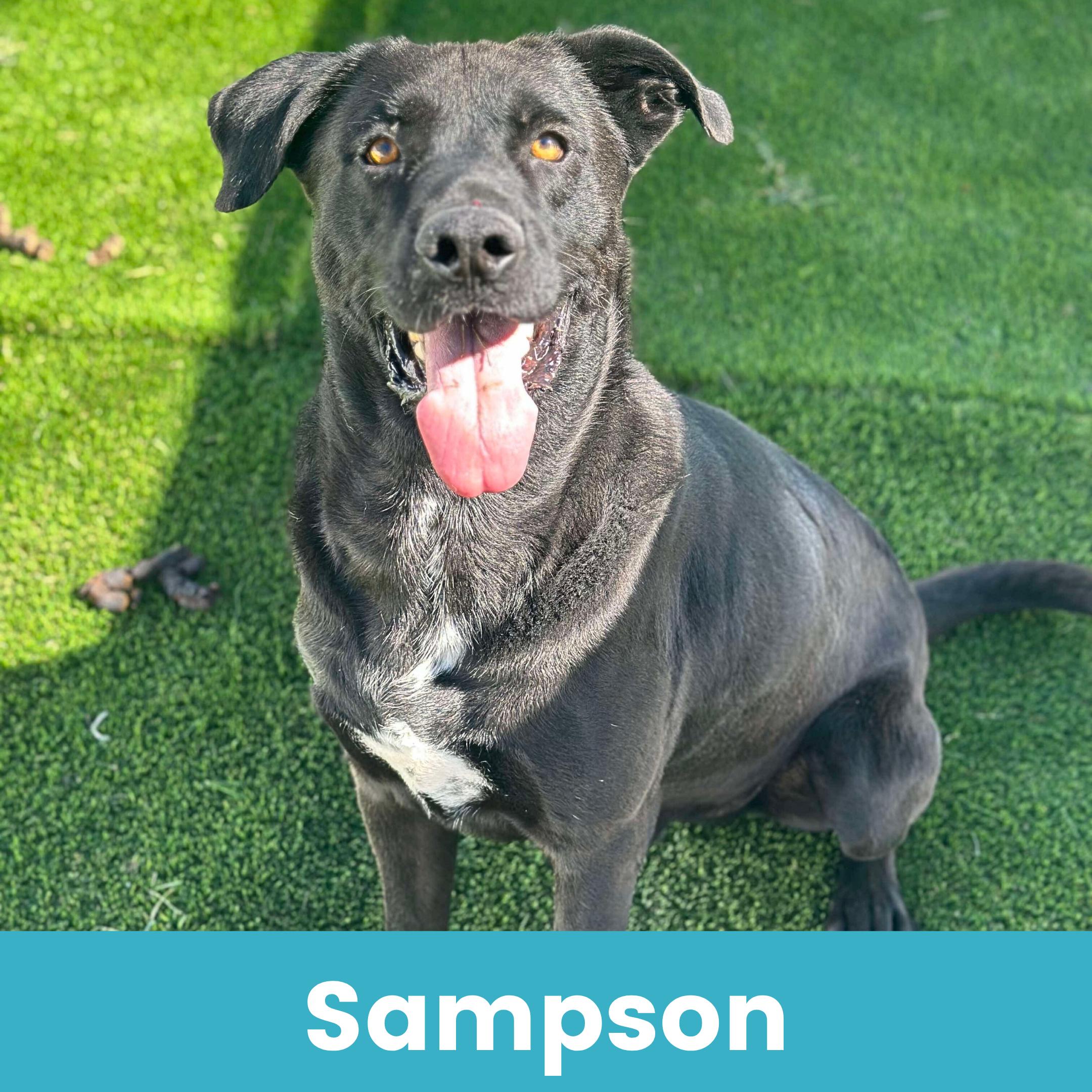 Sampson, a Adoptable Mixed Breed in Rochester , NY image 1/5
