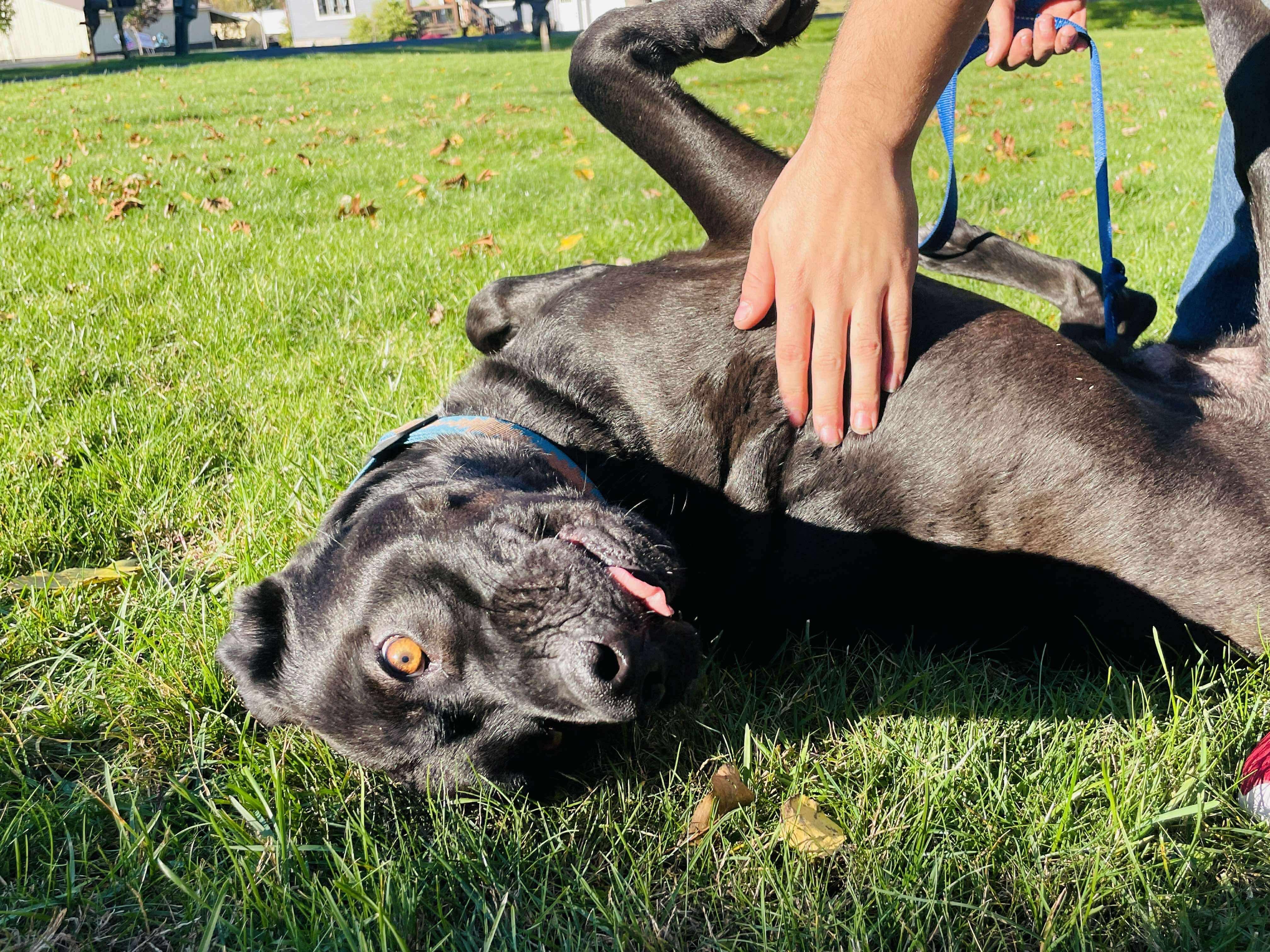 Sampson, a Adoptable Mixed Breed in Rochester , NY image 4/5