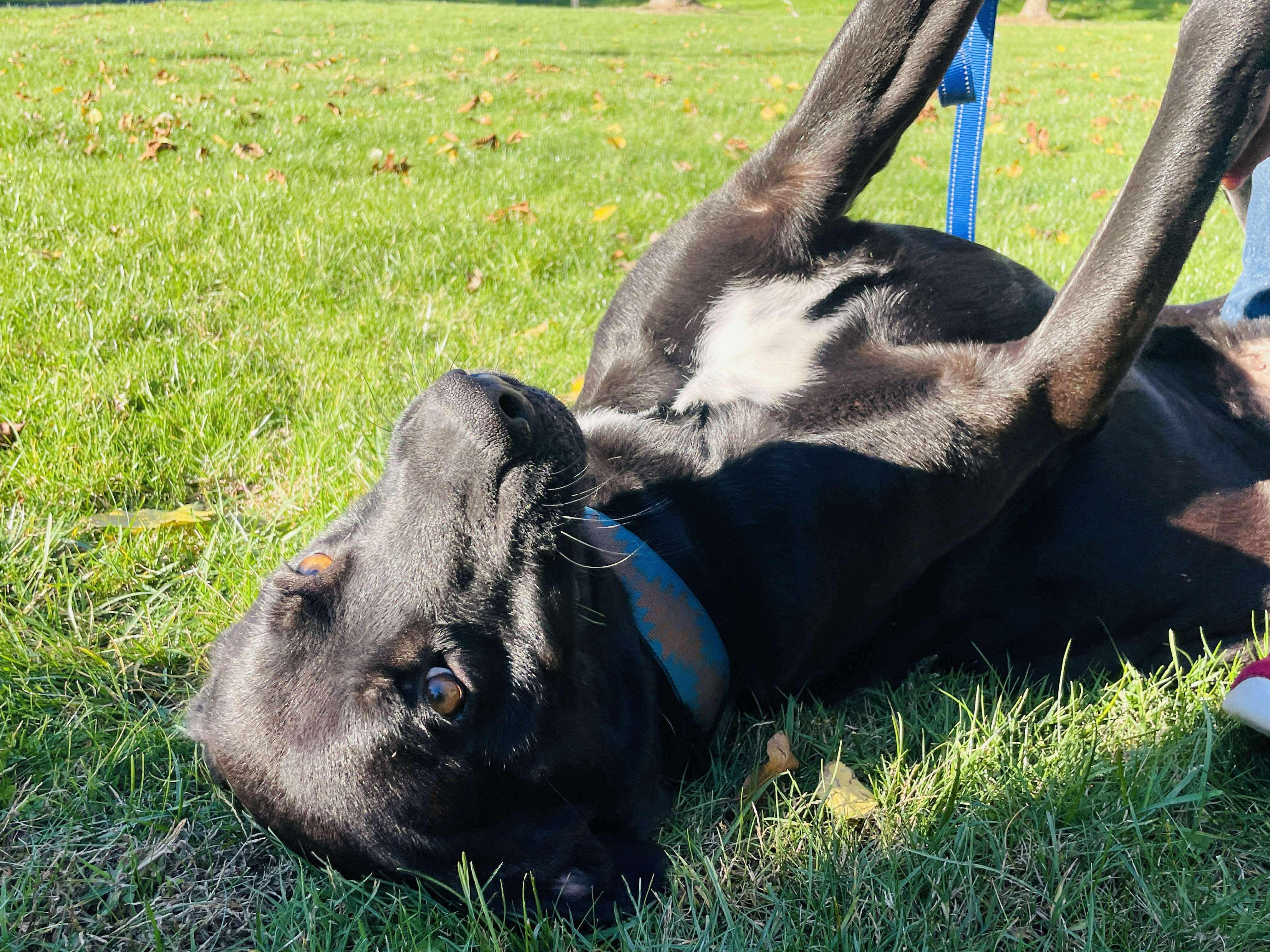 Sampson, a Adoptable Mixed Breed in Rochester , NY image 3/5