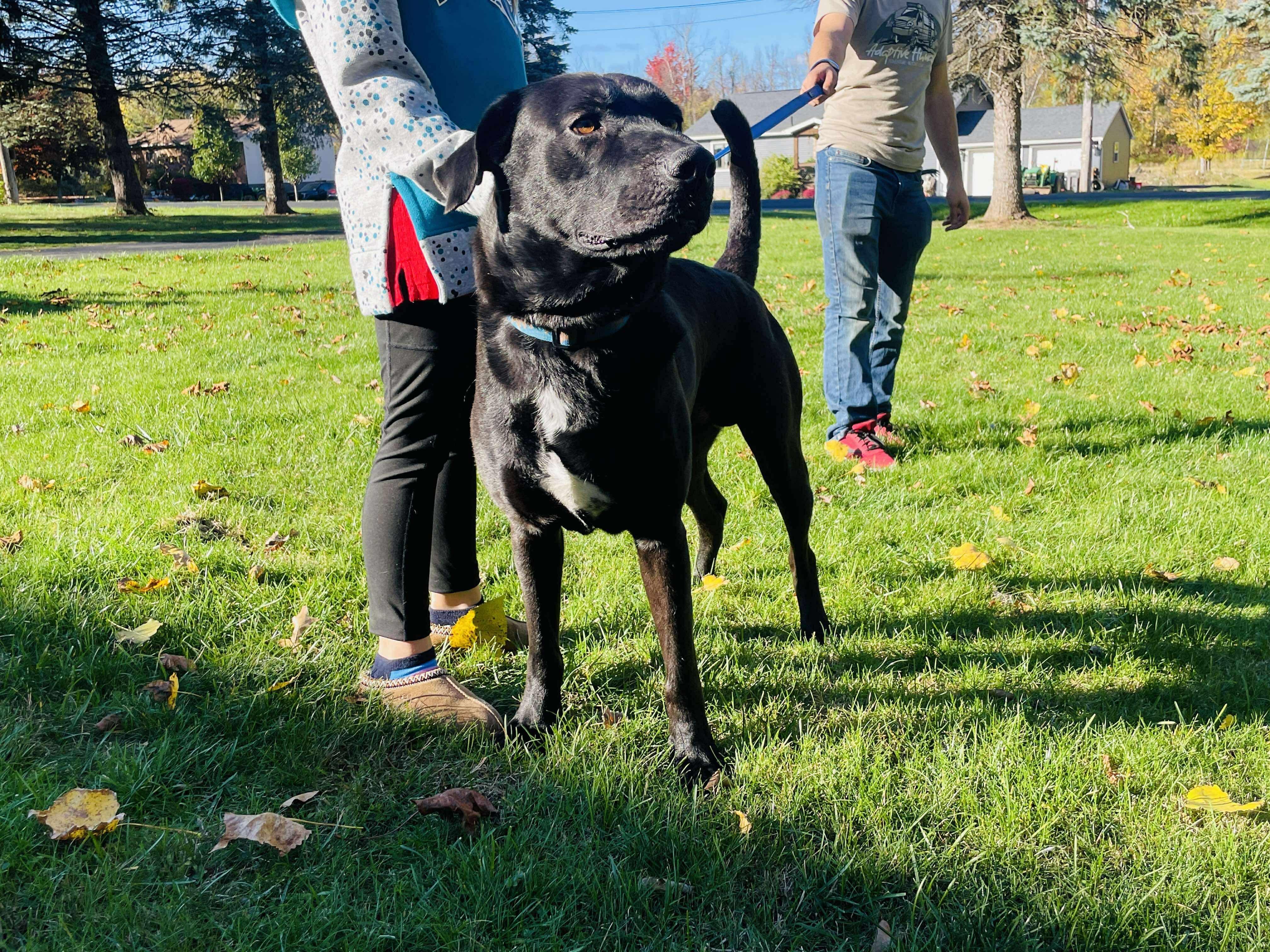 Sampson, a Adoptable Mixed Breed in Rochester , NY image 2/5