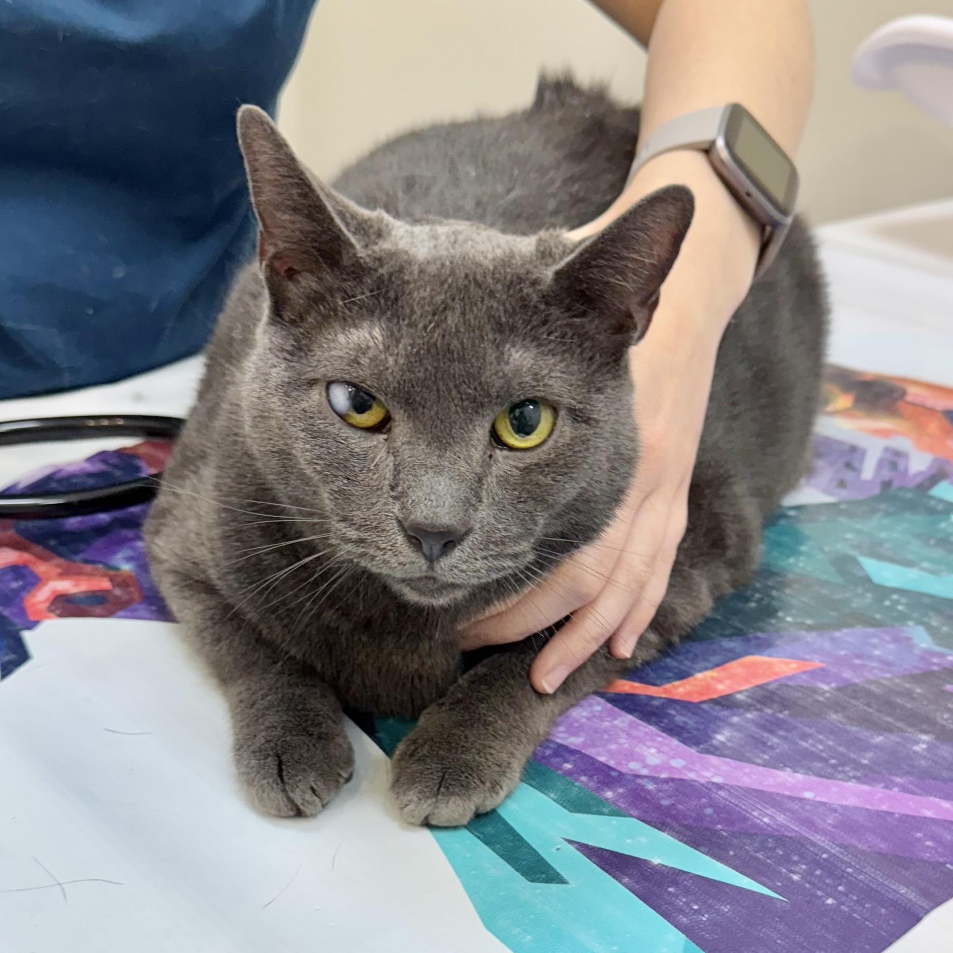 Enlarge Match, a Adoptable Domestic Short Hair in New York, NY image 2/5